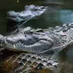 israel-is-planning-to-surround-prisons-with-crocodile-filled-moats-inspired-by-trumps-alligator-alca.avif