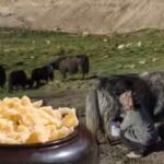 it-has-been-part-of-the-food-habits-of-nomadic-communities-for-generations.jpg