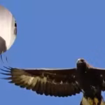 judi-dench-celebrated-southern-scotlands-golden-eagle-comeback-by-naming-it-goldeneye-the-population.avif