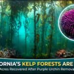 kelp-forests.jpg