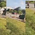 leopard-attack.jpg