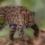 leopardus-tilcayo-cat-in-bolivia.jpg