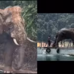 lone-malaysian-elephant-sulong-challi-who-walked-100-km-probably-in-search-of-his-herd-has-been-relo.avif