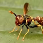 meet-franklin-howley-dumit-serulle-the-amateur-naturalist-whose-online-insect-photo-helped-reveal-a.avif