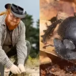 meet-patrick-urban-the-german-dung-beetle-specialist-who-found-a-species-never-known-to-science-amon.avif