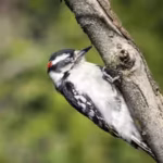 most-small-birds-that-regularly-sit-on-branches-belong-to-a-group-known-as-perching-birds-passerine.avif