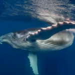 mother-humpback-whale-carries-stillborn-calf-through-the-ocean-scientists-explain-the-unusual-behavi.avif