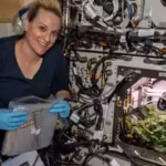 nasa-astronaut-and-flight-engineer-kate-rubins-checks-out-radish-plants-growing-on-the-space-station.avif