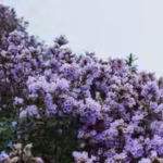 neelakurinji-flowers-rare-bloom-which-happens-once-in-12-years-covers-the-munnar-hills-in-blue-viole.avif