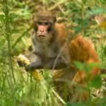 nepal-farmers-are-losing-up-to-90-of-their-maize-to-monkey-and-wild-boars-getting-compensation-can-r.avif