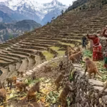 nepals-farmers-built-terraces-into-steep-himalayan-slopes-now-growing-macaque-populations-are-making.avif