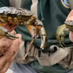 new-england-has-battled-invasive-green-crabs-for-more-than-200-years-now-people-are-eating-the-destr.avif