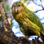 new-zealands-worlds-heaviest-parrot-was-on-the-brink-with-only-51-birds-left-now-after-decades-of-in.avif