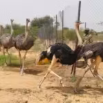 niger-releases-8-north-african-ostriches-into-the-wild-after-the-species-disappeared-from-the-countr.avif