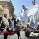 pakistan-donkey-cart.jpg