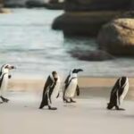 penguin.jpg