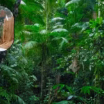 philip-fearnsides-research-has-calculated-the-costs-of-losing-the-amazon-on-account-of-deforestation.avif