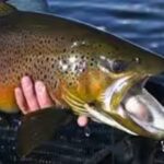 photo-rainbow-trout-image-credit-cwseducation.jpg