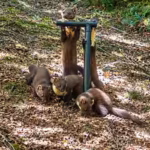 pine-martens-vanished-from-england-for-a-century-locals-built-den-boxes-and-set-up-cameras-to-track.avif