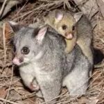 possums.jpg