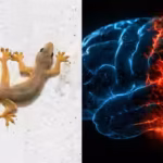 published-in-science-advances-the-study-draws-on-comparisons-of-biological-brains-and-experiments-on.avif