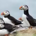 puffins.jpg
