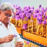 ramesh-gera-grows-saffron-indoors-in-a-controlled-setup-in-noida.jpg