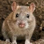 rat.jpg