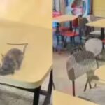 rats-found-roaming-in-rajkot-mc-donalds.jpg