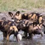 representative-image-of-african-wild-dogs.jpg