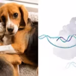 researchers-tested-saliva-and-dander-from-the-gene-edited-dogs-and-found-no-detectable-can-f-1-prote.avif