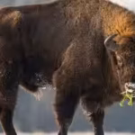 restoring-grazing-by-native-large-herbivores-such-as-bison-can-produce-sustained-increases-in-native.avif