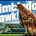 rufus-the-hawk.jpg