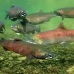 salmon.jpg