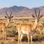 saudi-arabia-released-313-desert-gazelles-20-years-later-both-species-had-established-in-a-vast-prot.avif