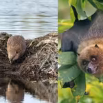 scientists-built-artificial-beaver-dams-for-streams-bat-activity-rose-39-times-and-amphibians-bred-w.avif