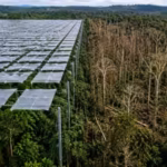 scientists-covered-an-amazon-rainforest-plot-with-6000-panels-to-block-half-its-rain-large-trees-die.avif