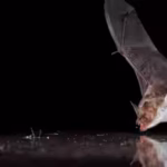 scientists-covered-bat-drinking-pools-with-clear-plastic-11-bat-species-tried-to-drink-from-the-fake.avif