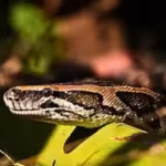 scientists-develop-dna-markers-to-detect-burmese-pythons-in-southern-florida-waters-but-finding-the.avif