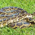 scientists-developed-a-dna-test-for-four-invasive-snakes-in-florida-burmese-python-dna-was-detected.avif