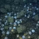 scientists-discovered-an-underwater-city-of-20000-octopus-nests-deep-inside-california-coast-largest.avif