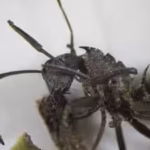 scientists-found-a-fungus-that-turns-ants-into-zombies-forcing-them-to-bite-leaves-and-die-so-the-pa.avif