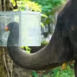 scientists-in-thailand-hid-fruits-in-an-opaque-box-16-asian-elephants-learned-to-navigate-it-for-rew.avif