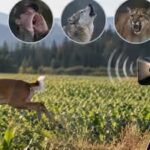 scientists-played-human-shouts-wolf-and-cougar-calls-near-british-columbia-crop-fields.jpg
