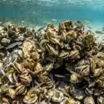 scientists-rebuilt-oyster-reefs-in-florida-within-18-months-the-wider-marine-animal-community-began.avif