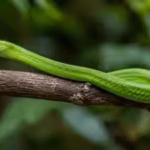 scientists-rediscover-a-ghost-green-mamba-hidden-in-a-polish-museum-for-decades-after-its-1885-disco.avif