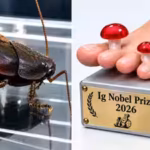 scientists-studied-cockroach-milk-and-won-an-ig-nobel-prize-for-it-crystals-inside-contain-a-dense-s.avif