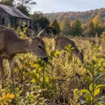 scientists-studied-deer-for-18-years-in-abandoned-new-york-farm-fields-280674-seedlings-revealed-how.avif