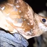 scientists-tracked-21-oilbirds-in-venezuela-and-five-disappeared-from-their-cave-for-up-to-73-days-t.avif