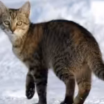 scientists-tracked-925-pet-cats-across-six-countries-most-stayed-within-small-home-ranges-but-had-a.avif